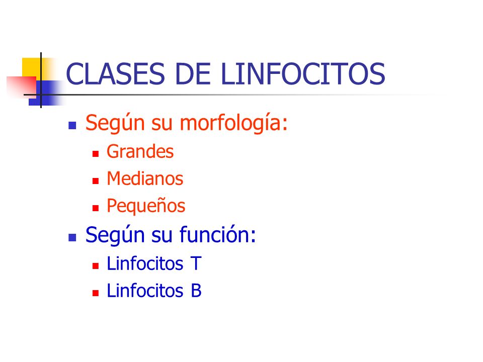 CLASES DE LINFOCITOS Según su morfología: Según su función: Grandes