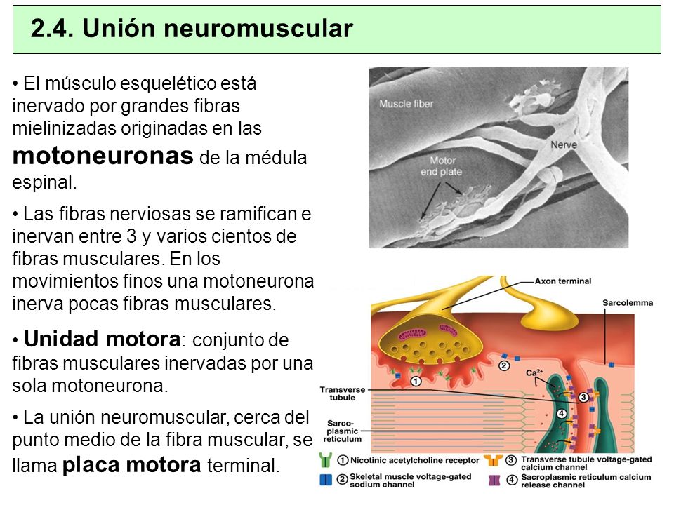 2.4. Unión neuromuscular El músculo esquelético está inervado por grandes fibras mielinizadas originadas en las motoneuronas de la médula espinal.