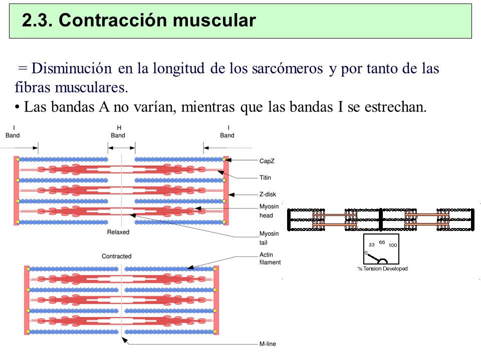 2.3. Contracción muscular = Disminución en la longitud de los sarcómeros y por tanto de las fibras musculares.
