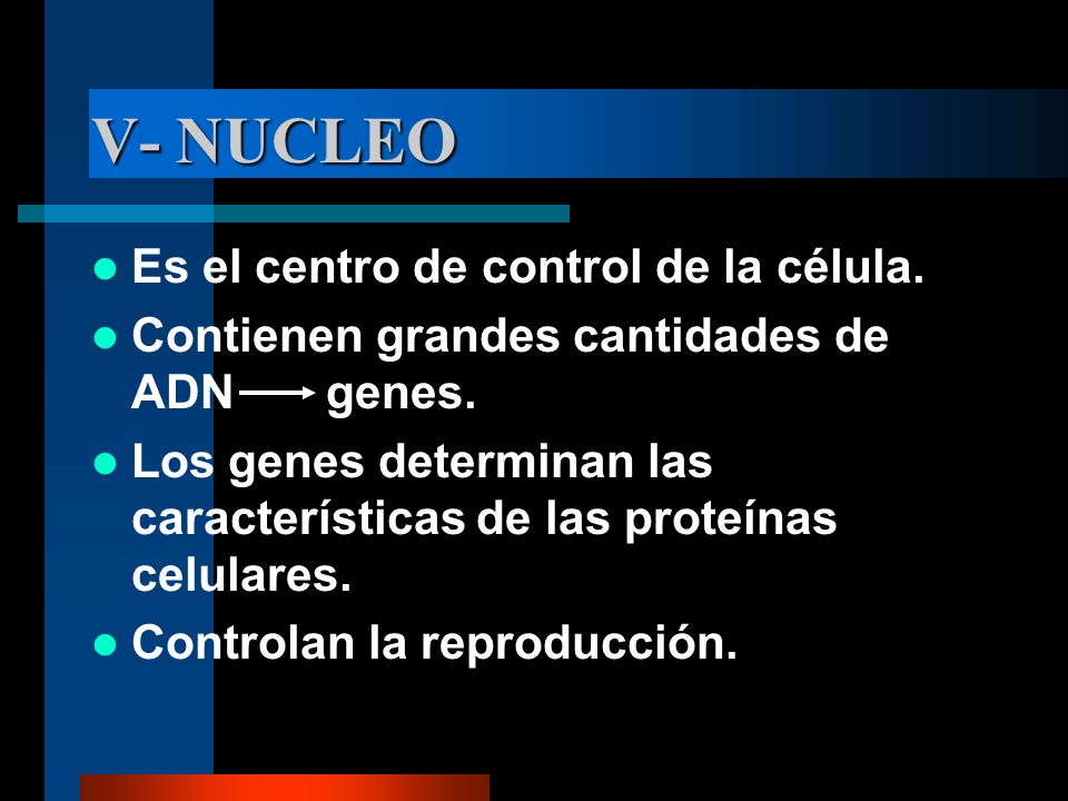 V- NUCLEO Es el centro de control de la célula.