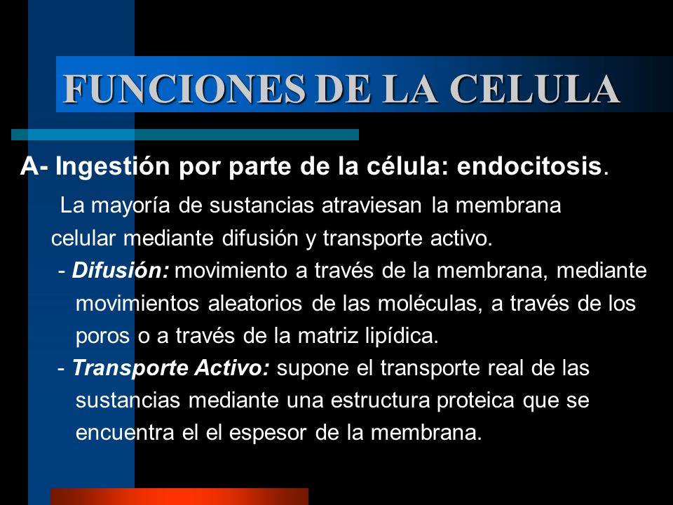 FUNCIONES DE LA CELULA A- Ingestión por parte de la célula: endocitosis. La mayoría de sustancias atraviesan la membrana.