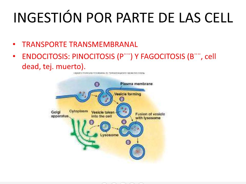 Endocitosis: función que permite el ingreso de partículas muy grandes