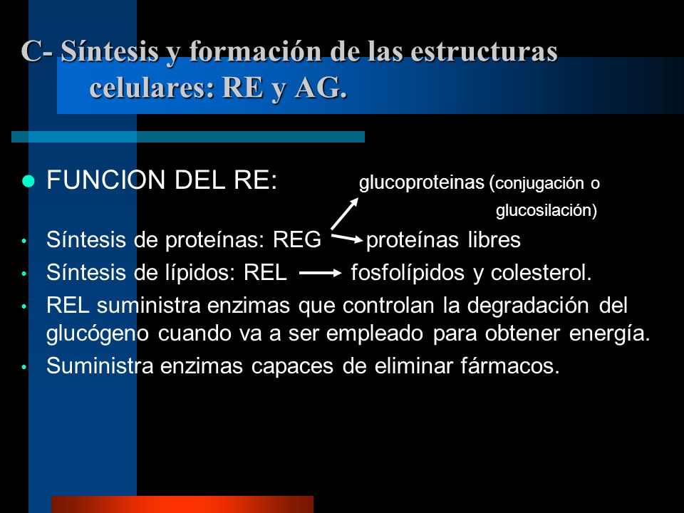 C- Síntesis y formación de las estructuras celulares: RE y AG.