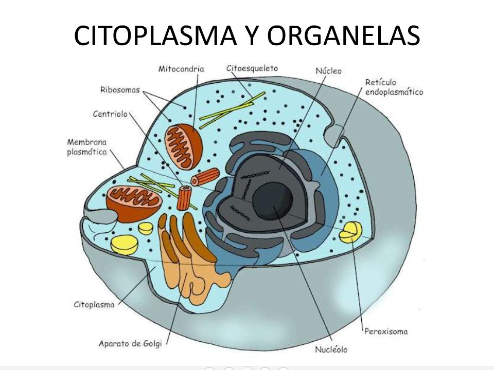 El 56% del cuerpo humano está formado por líquido.