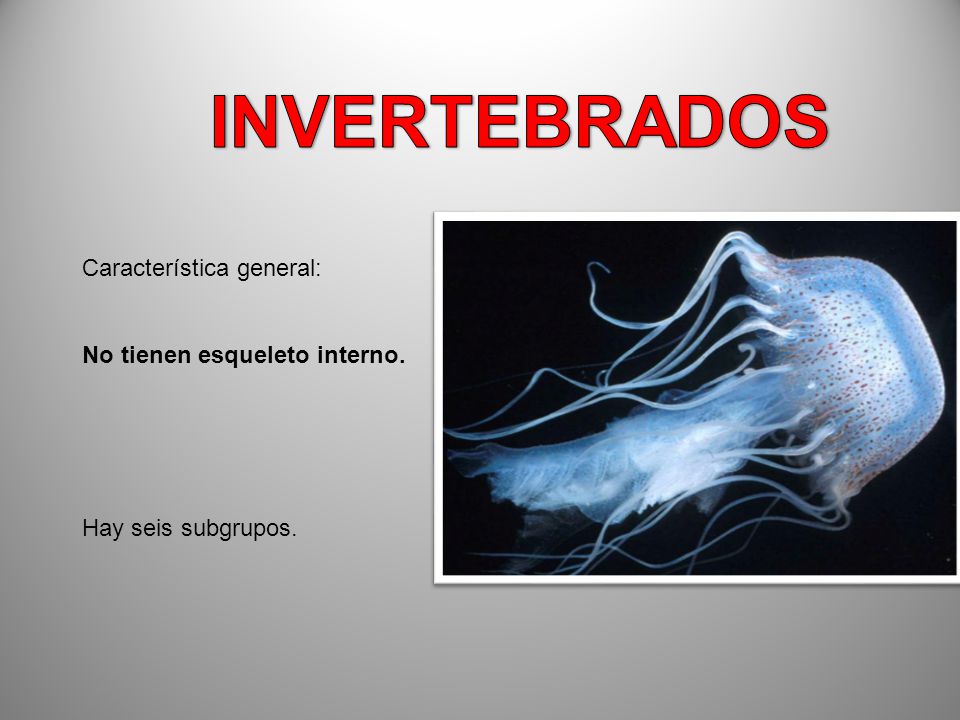 INVERTEBRADOS Característica general: No tienen esqueleto interno.