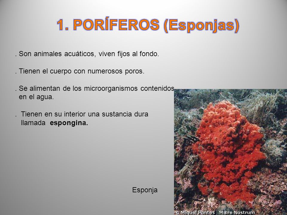 1. PORÍFEROS (Esponjas) . Son animales acuáticos, viven fijos al fondo. . Tienen el cuerpo con numerosos poros.