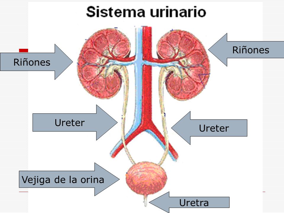 Riñones Riñones Ureter Ureter Vejiga de la orina Uretra