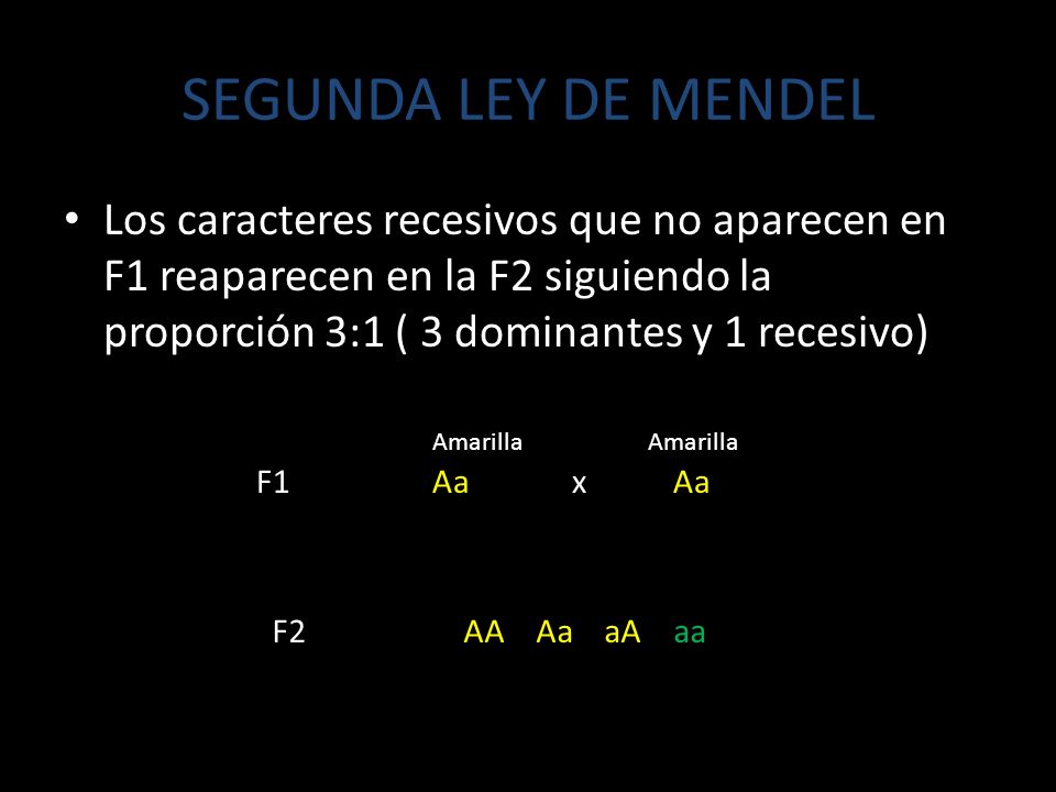 SEGUNDA LEY DE MENDEL Los caracteres recesivos que no aparecen en F1 reaparecen en la F2 siguiendo la proporción 3:1 ( 3 dominantes y 1 recesivo)