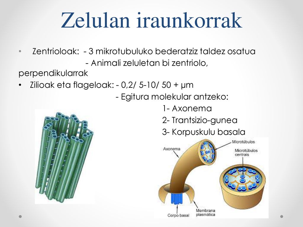 Zelulan iraunkorrak Zentrioloak: - 3 mikrotubuluko bederatziz taldez osatua. - Animali zeluletan bi zentriolo, perpendikularrak.