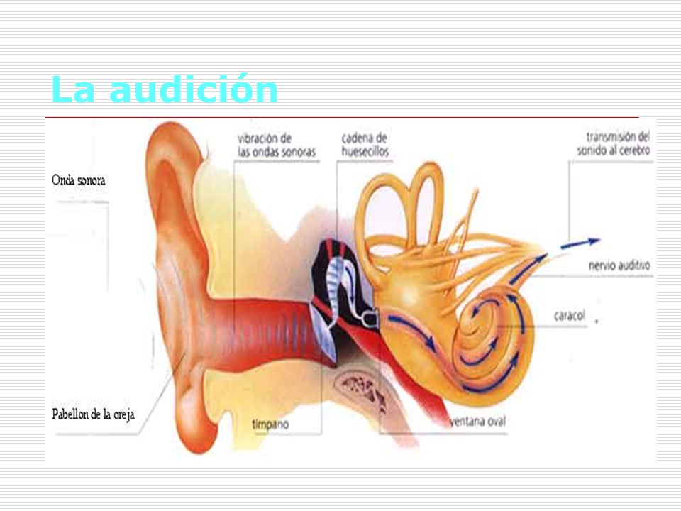 La audición