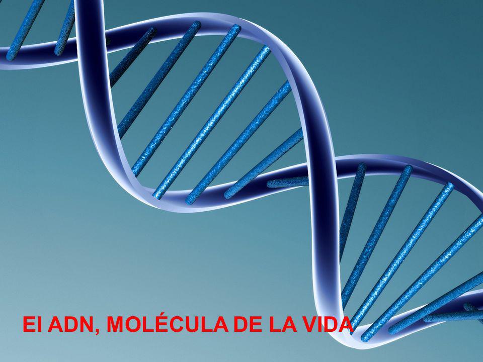 El ADN, MOLÉCULA DE LA VIDA