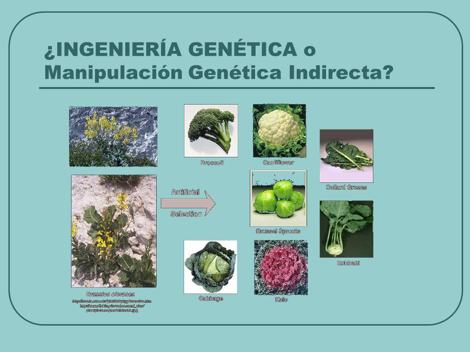 ¿INGENIERÍA GENÉTICA o Manipulación Genética Indirecta