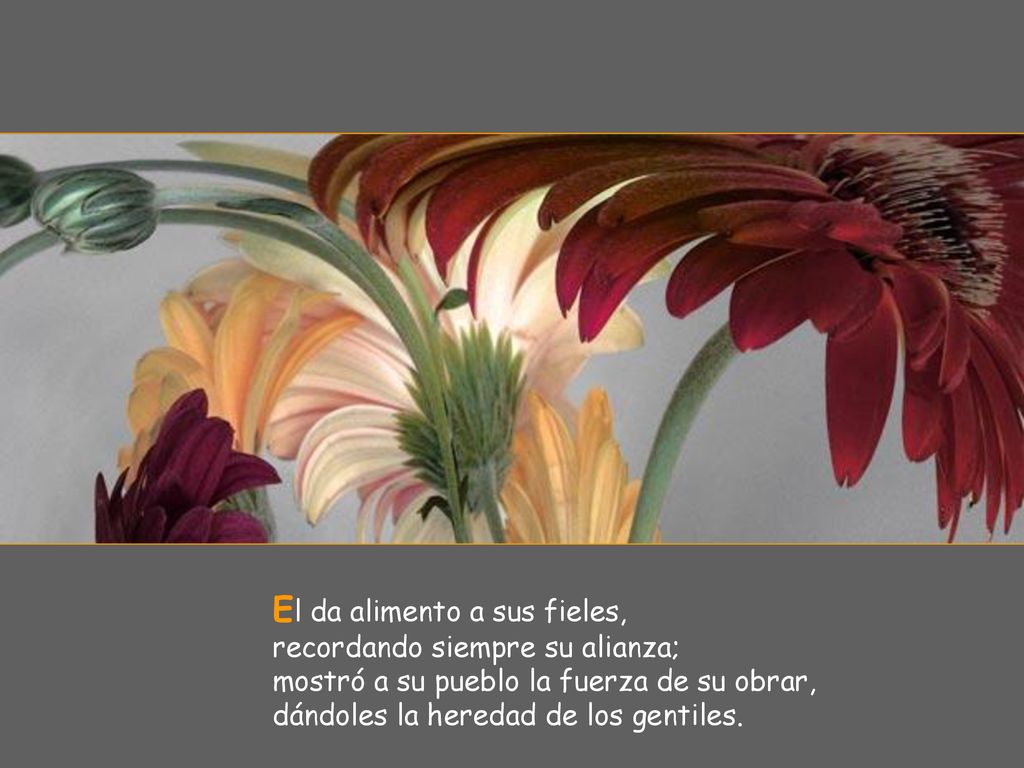 El da alimento a sus fieles, recordando siempre su alianza; mostró a su pueblo la fuerza de su obrar, dándoles la heredad de los gentiles.