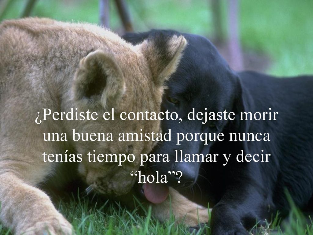 ¿Perdiste el contacto, dejaste morir una buena amistad porque nunca tenías tiempo para llamar y decir hola