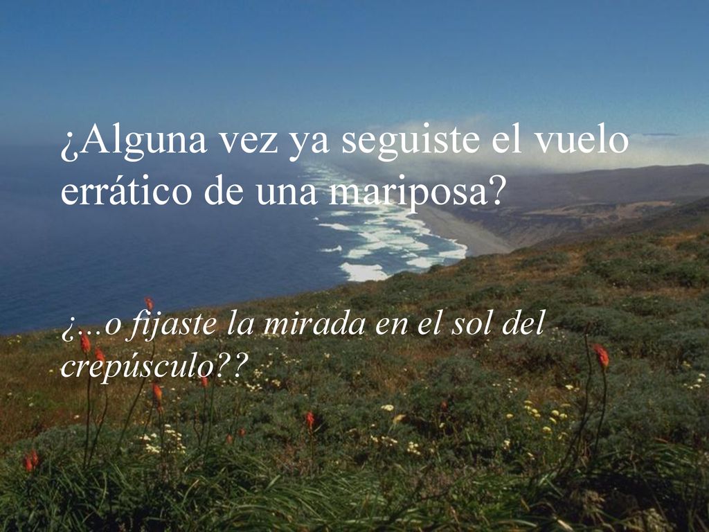 ¿Alguna vez ya seguiste el vuelo errático de una mariposa. ¿