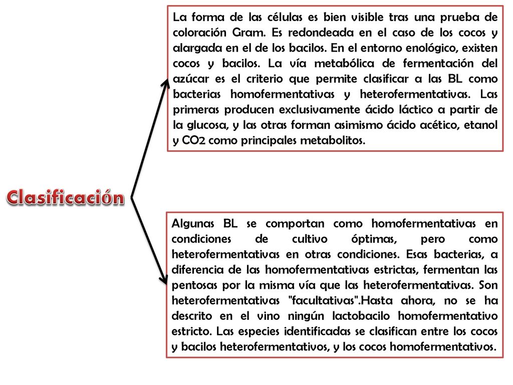 La forma de las células es bien visible tras una prueba de coloración Gram. Es redondeada en el caso de los cocos y alargada en el de los bacilos. En el entorno enológico, existen cocos y bacilos. La vía metabólica de fermentación del azúcar es el criterio que permite clasificar a las BL como bacterias homofermentativas y heterofermentativas. Las primeras producen exclusivamente ácido láctico a partir de la glucosa, y las otras forman asimismo ácido acético, etanol y CO2 como principales metabolitos.