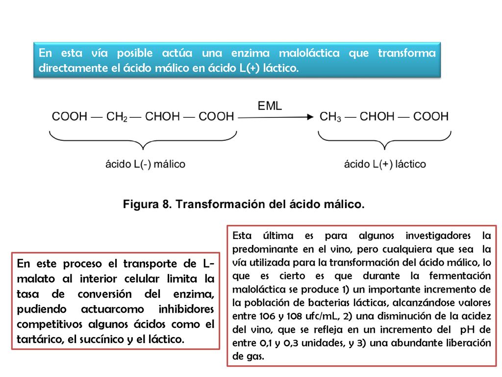 En esta vía posible actúa una enzima maloláctica que transforma directamente el ácido málico en ácido L(+) láctico.