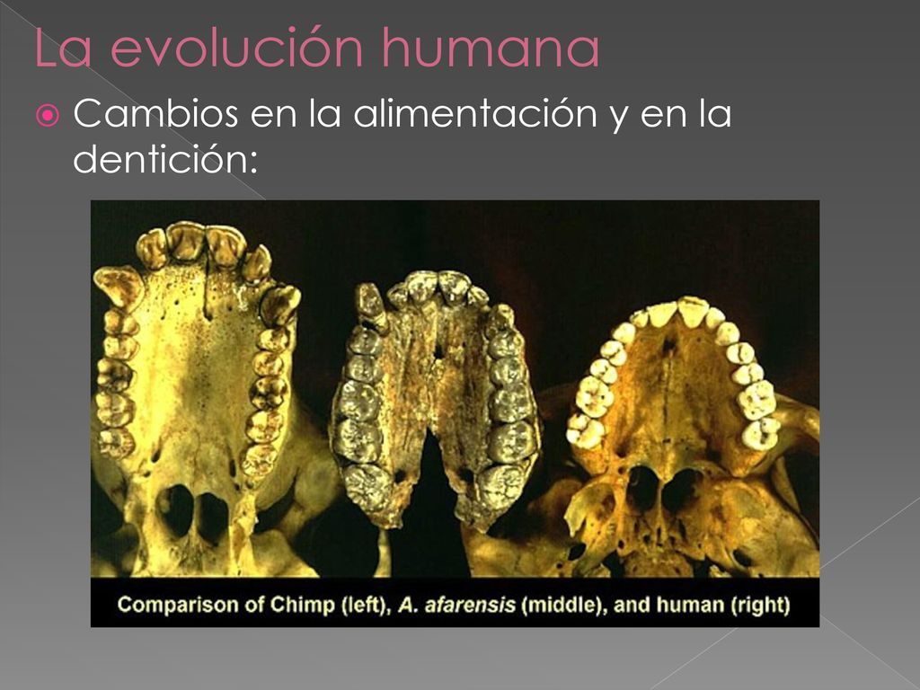 La evolución humana Cambios en la alimentación y en la dentición: