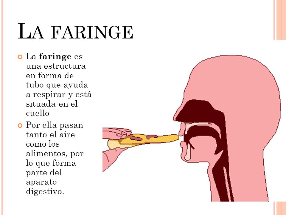 La faringe La faringe es una estructura en forma de tubo que ayuda a respirar y está situada en el cuello.