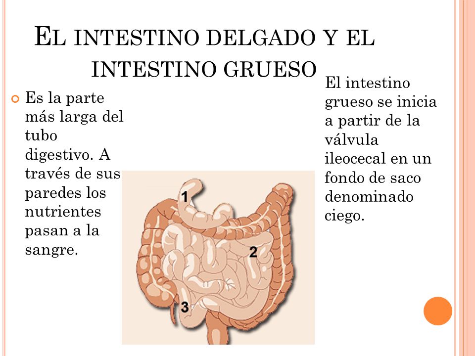 El intestino delgado y el intestino grueso