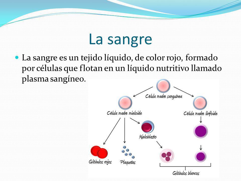 La sangre La sangre es un tejido líquido, de color rojo, formado por células que flotan en un líquido nutritivo llamado plasma sangíneo.