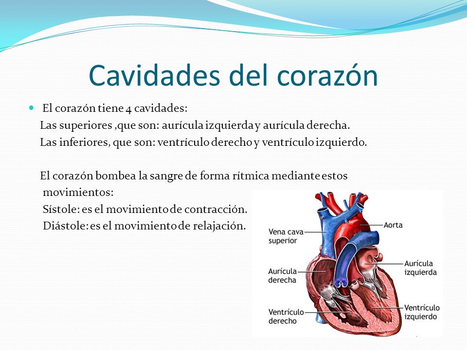 Cavidades del corazón El corazón tiene 4 cavidades: