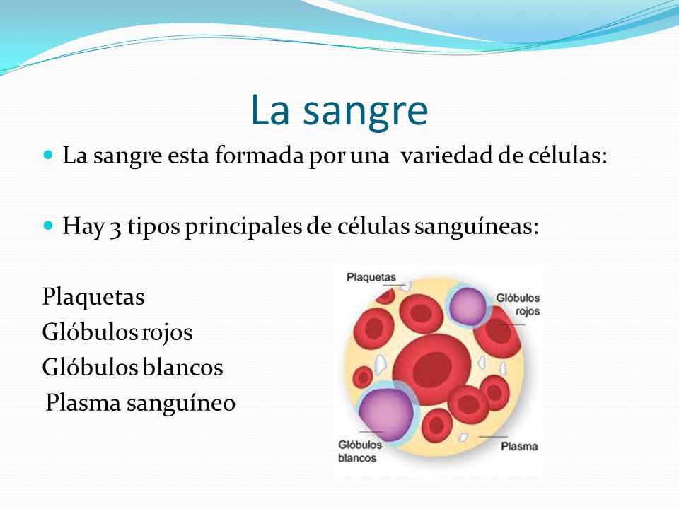 La sangre La sangre esta formada por una variedad de células: