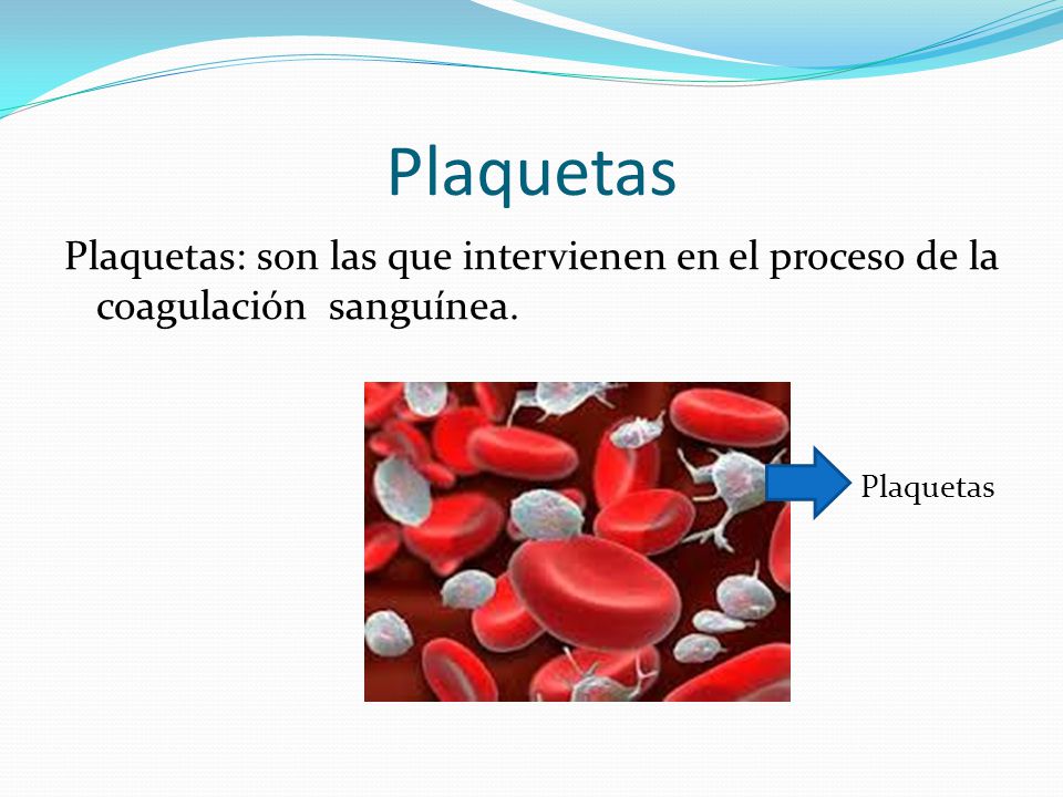 Plaquetas Plaquetas: son las que intervienen en el proceso de la coagulación sanguínea. Plaquetas