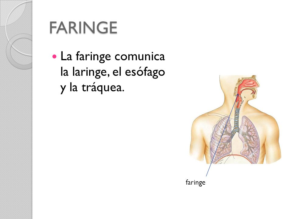 FARINGE La faringe comunica la laringe, el esófago y la tráquea.
