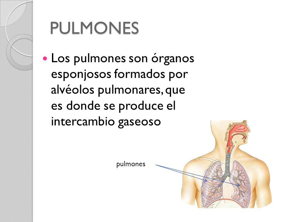 PULMONES Los pulmones son órganos esponjosos formados por alvéolos pulmonares, que es donde se produce el intercambio gaseoso.