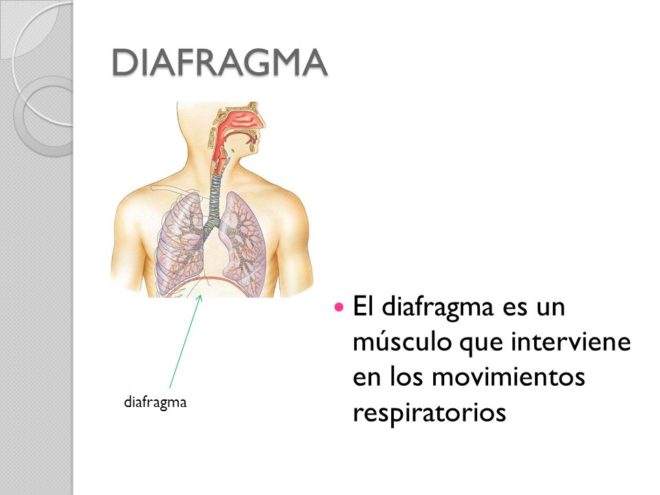 DIAFRAGMA El diafragma es un músculo que interviene en los movimientos respiratorios diafragma