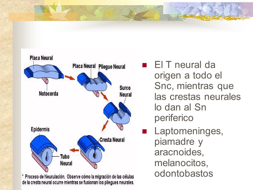 El T neural da origen a todo el Snc, mientras que las crestas neurales lo dan al Sn periferico