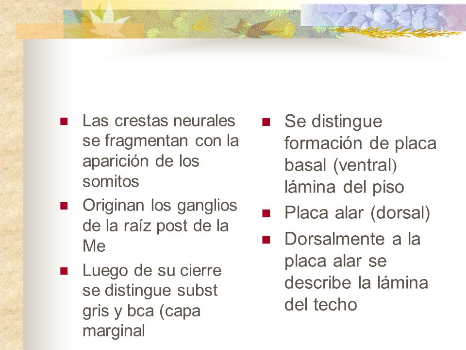 Se distingue formación de placa basal (ventral) lámina del piso