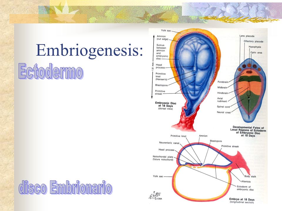 Embriogenesis: Ectodermo disco Embrionario