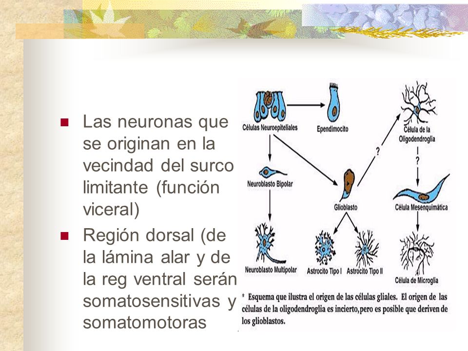 Las neuronas que se originan en la vecindad del surco limitante (función viceral)
