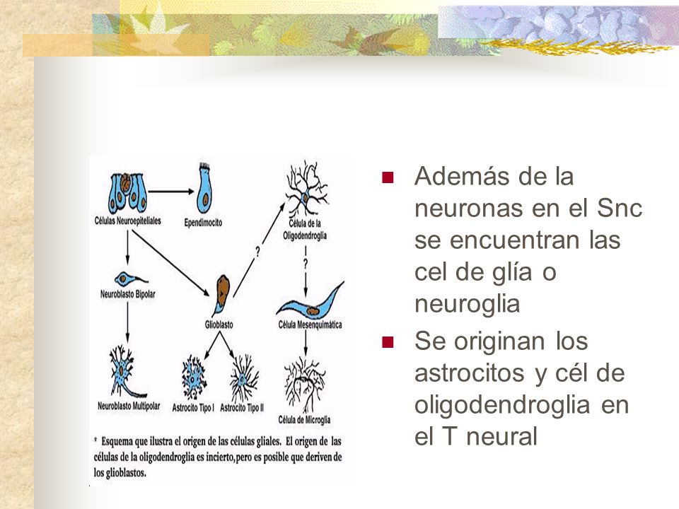 Además de la neuronas en el Snc se encuentran las cel de glía o neuroglia