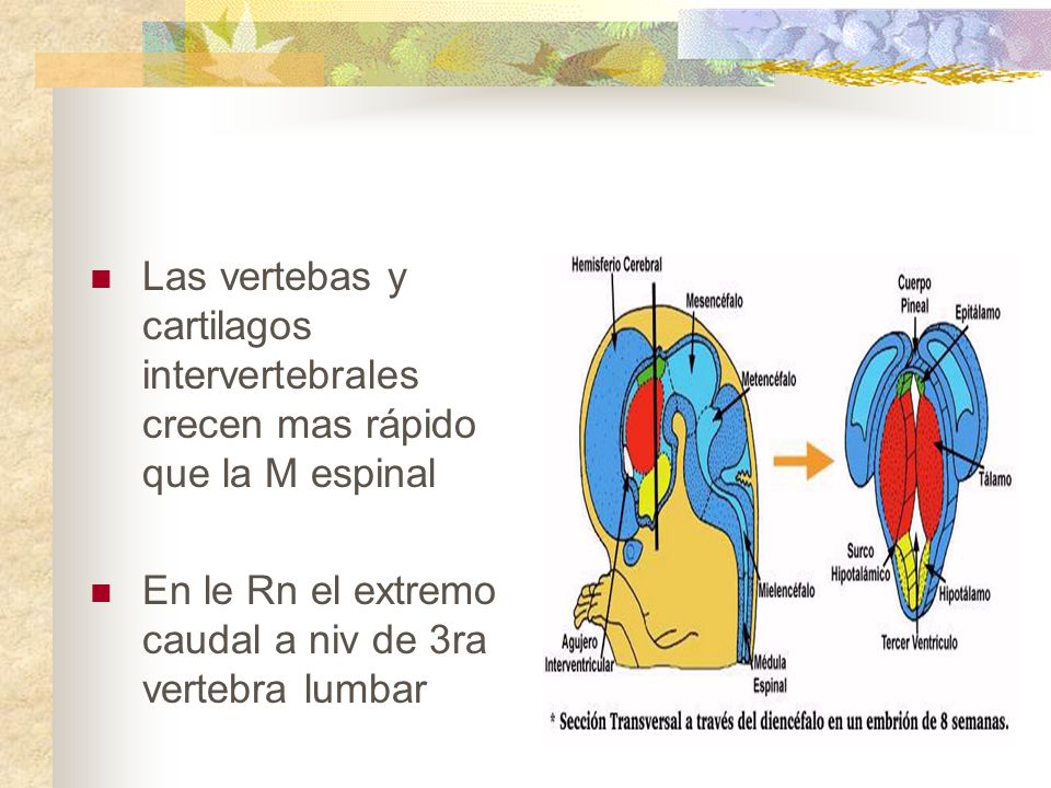 Las vertebas y cartilagos intervertebrales crecen mas rápido que la M espinal