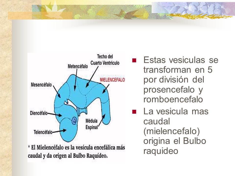 Estas vesiculas se transforman en 5 por división del prosencefalo y romboencefalo