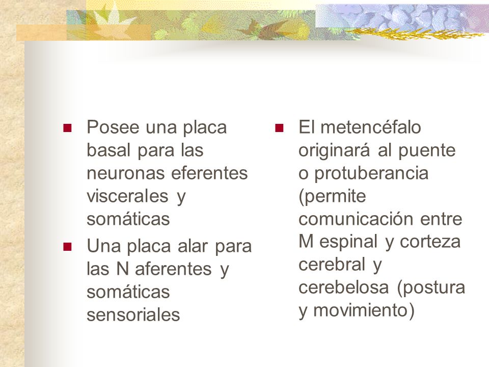 Posee una placa basal para las neuronas eferentes viscerales y somáticas