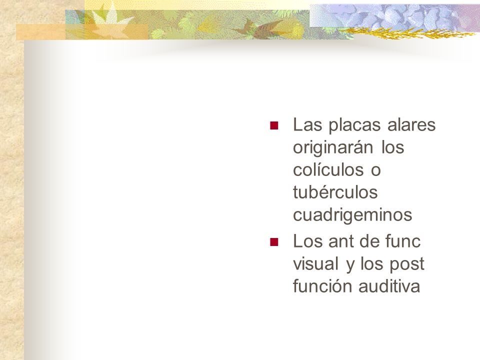 Las placas alares originarán los colículos o tubérculos cuadrigeminos
