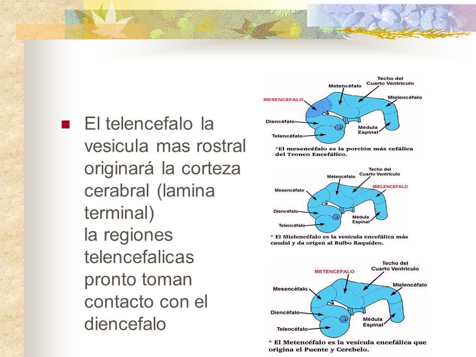 El telencefalo la vesicula mas rostral originará la corteza cerabral (lamina terminal) la regiones telencefalicas pronto toman contacto con el diencefalo