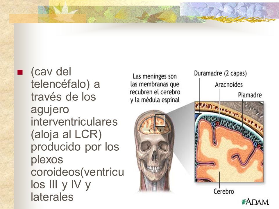 (cav del telencéfalo) a través de los agujero interventriculares (aloja al LCR) producido por los plexos coroideos(ventriculos III y IV y laterales