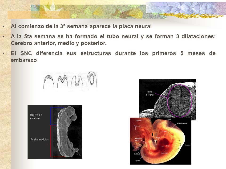 Al comienzo de la 3° semana aparece la placa neural
