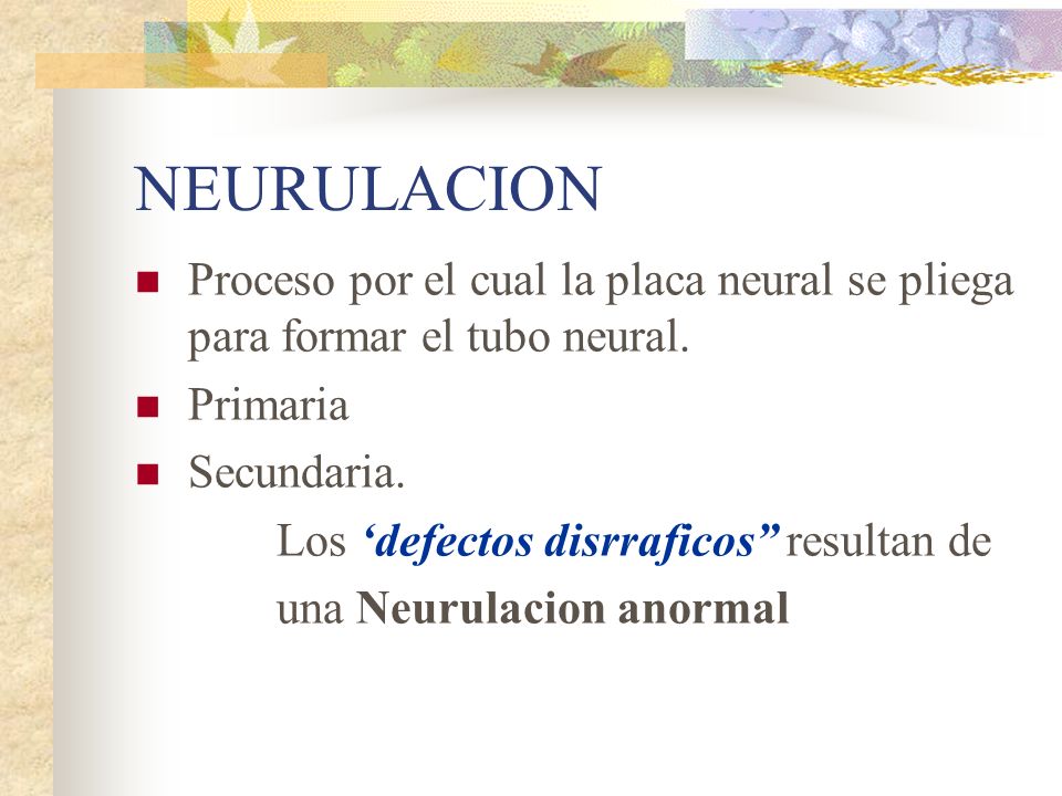 NEURULACION Proceso por el cual la placa neural se pliega para formar el tubo neural. Primaria. Secundaria.