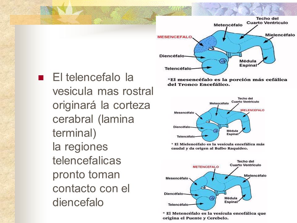 El telencefalo la vesicula mas rostral originará la corteza cerabral (lamina terminal) la regiones telencefalicas pronto toman contacto con el diencefalo
