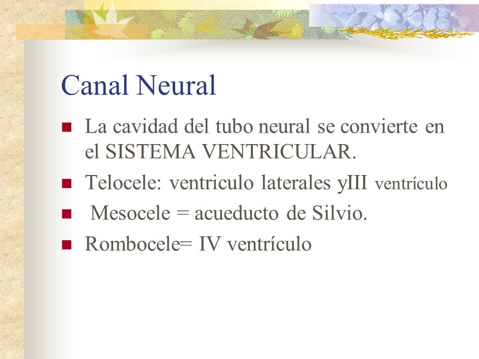 Canal Neural La cavidad del tubo neural se convierte en el SISTEMA VENTRICULAR. Telocele: ventriculo laterales yIII ventrículo.