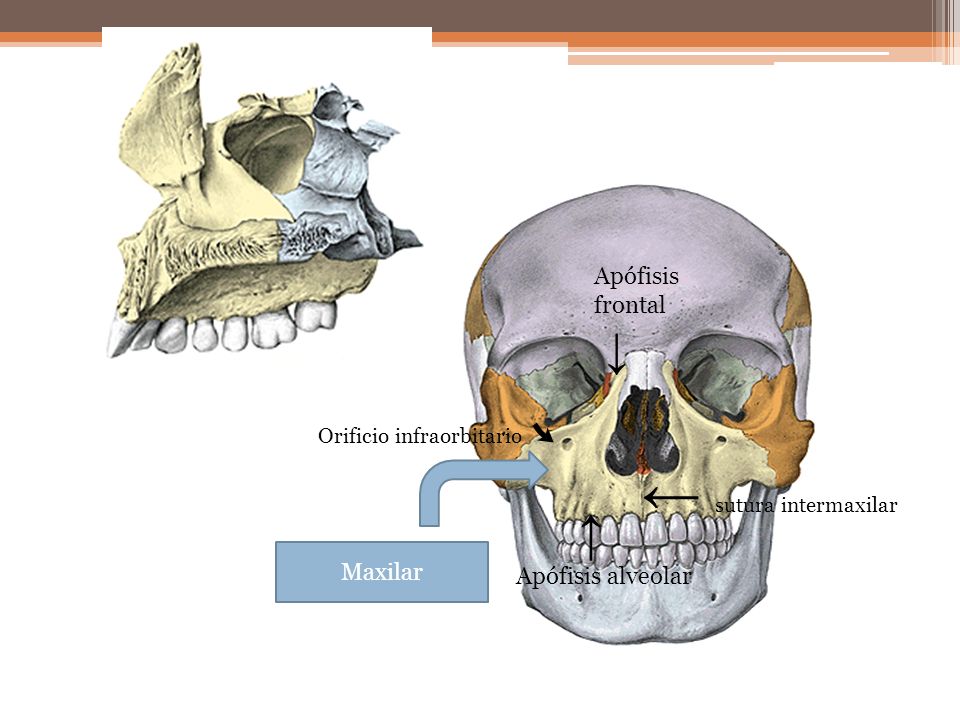 ← sutura intermaxilar ↓ ↑ Apófisis frontal Apófisis alveolar Maxilar