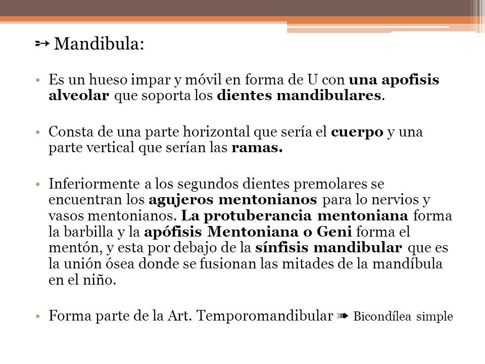 ➵ Mandibula: Es un hueso impar y móvil en forma de U con una apofisis alveolar que soporta los dientes mandibulares.