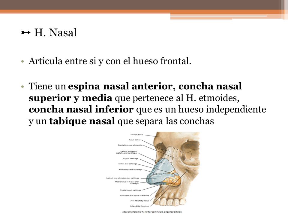 ➸ H. Nasal Articula entre si y con el hueso frontal.