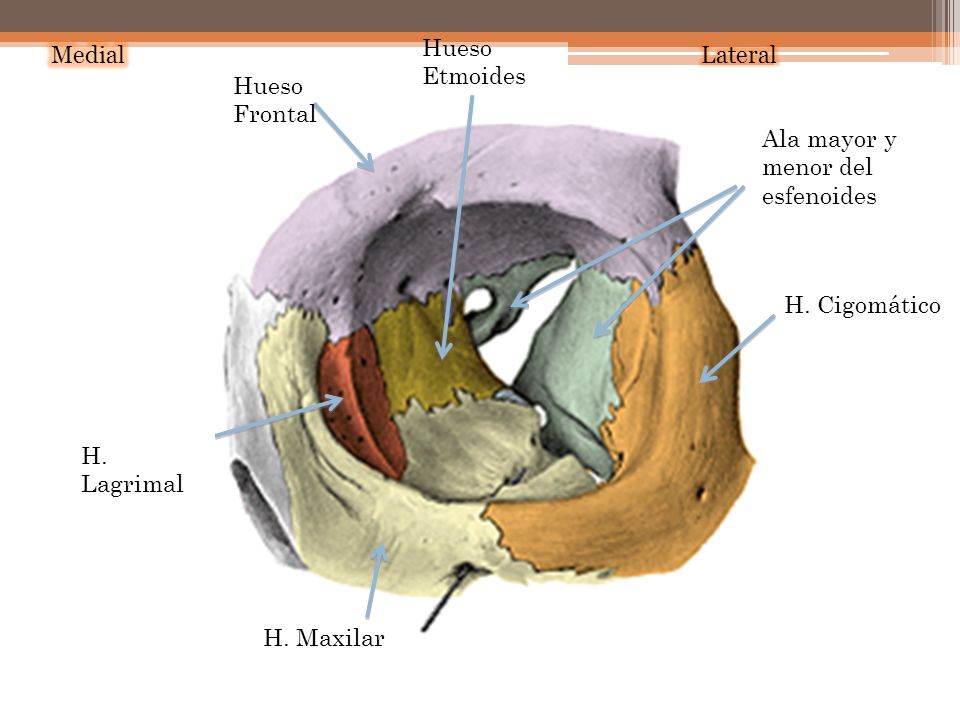 Hueso Etmoides Medial. Lateral. Hueso Frontal. Ala mayor y menor del esfenoides. H. Cigomático.